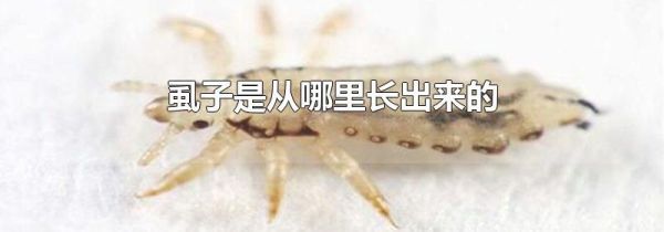 虱子是从哪里长出来的