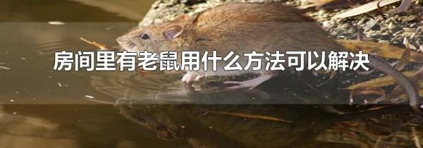 房间里有老鼠用什么方法可以解决
