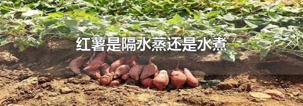 红薯是隔水蒸还是水煮