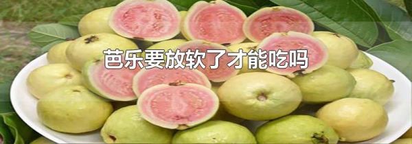 芭乐要放软了才能吃吗