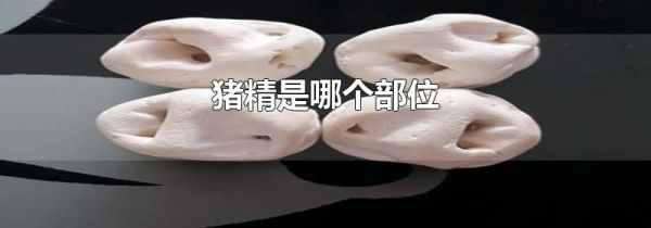 猪精是哪个部位