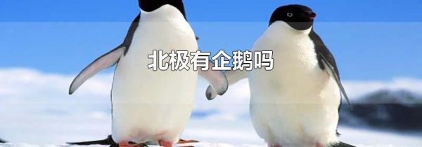 北极有企鹅吗