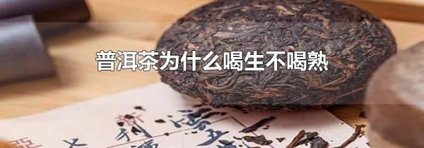 普洱茶为什么喝生不喝熟