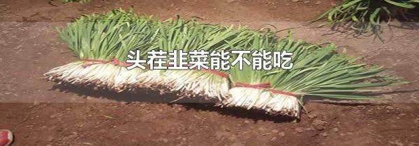 头茬韭菜能不能吃