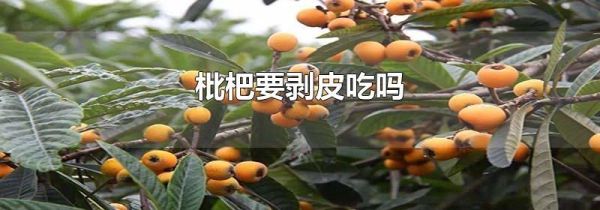 枇杷要剥皮吃吗
