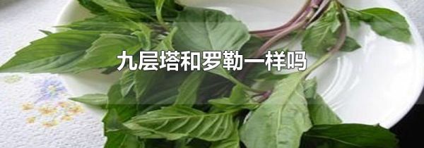 九层塔和罗勒一样吗