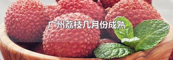 广州荔枝几月份成熟