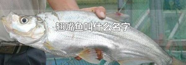 翘嘴鱼叫什么名字