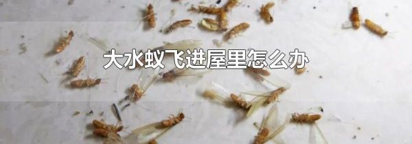 大水蚁飞进屋里怎么办
