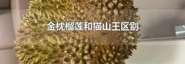 金枕榴莲和猫山王区别