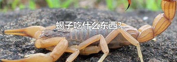 蝎子吃什么东西?