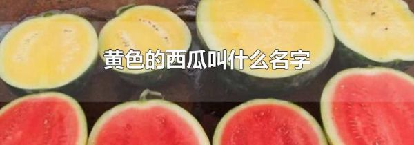 黄色的西瓜叫什么名字