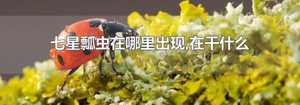 七星瓢虫在哪里出现,在干什么