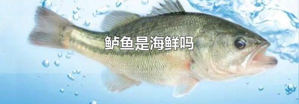 鲈鱼是海鲜吗