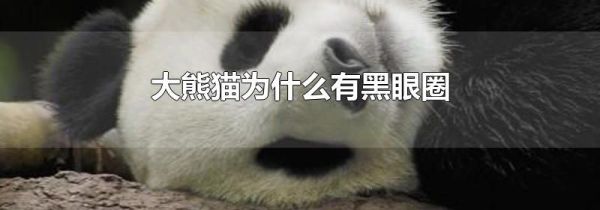大熊猫为什么有黑眼圈