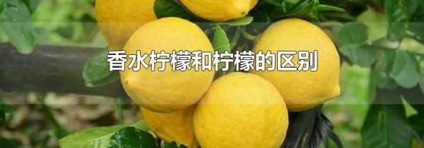 香水柠檬和柠檬的区别