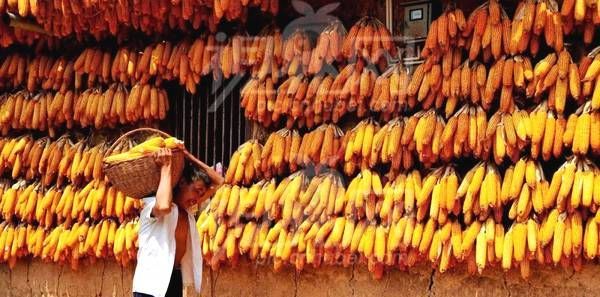 丰收节是几月几日？