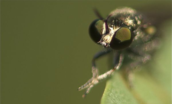 苍蝇为什么总是搓手？
