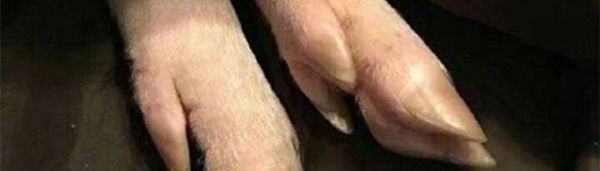 男人都是大猪蹄子是什么意思？