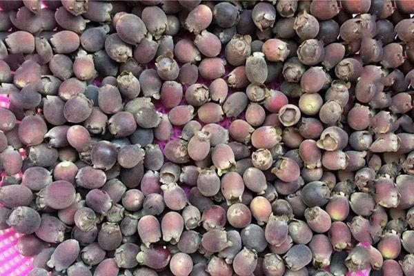 捻子果泡酒的功效与作用 捻子果泡酒的功效