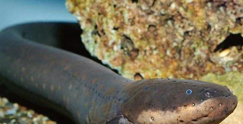 电鳗为什么会放电？