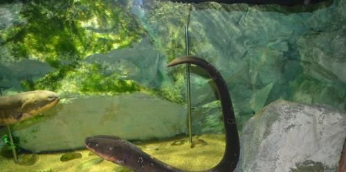 电鳗为什么会放电？