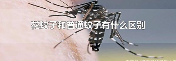 花蚊子和普通蚊子有什么区别