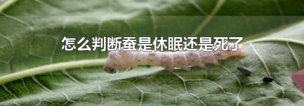 怎么判断蚕是休眠还是死了