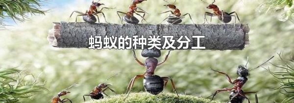 蚂蚁的种类及分工
