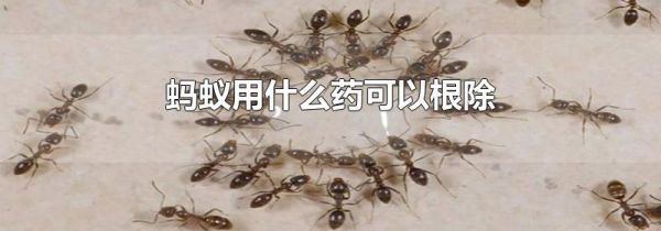 蚂蚁用什么药可以根除