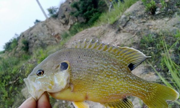 鱼的记忆真的只有7秒吗？