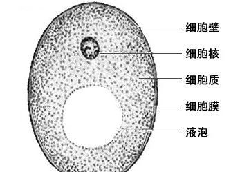 酵母菌是真菌还是细菌？