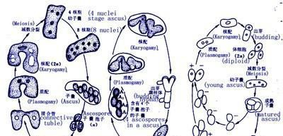 酵母菌是真菌还是细菌？