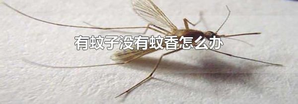 有蚊子没有蚊香怎么办
