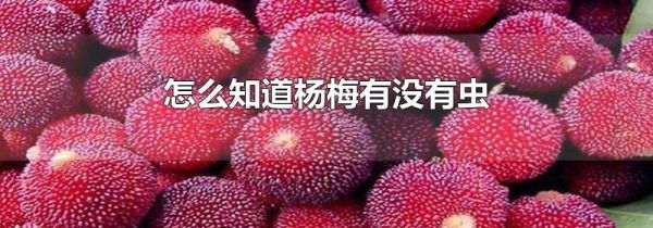 怎么知道杨梅有没有虫