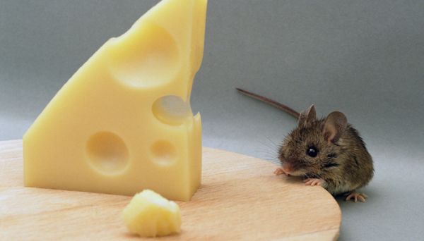 歪风邪气指的是什么动物 歪风邪气形容的是什么动物