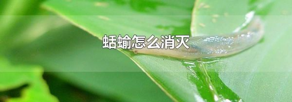 蛞蝓怎么消灭