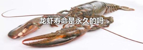 龙虾寿命是永久的吗