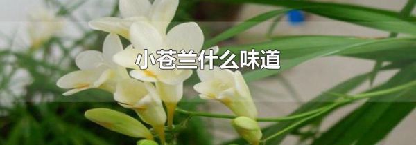 小苍兰什么味道