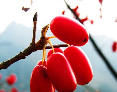 茱萸是什么植物？