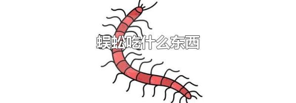 蜈蚣吃什么东西