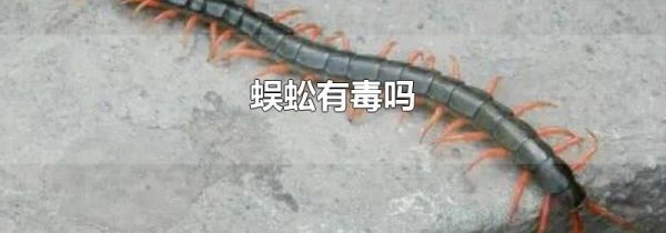 蜈蚣有毒吗