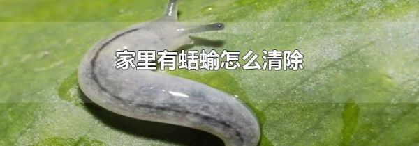 家里有蛞蝓怎么清除