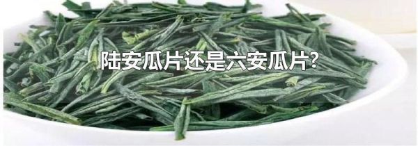陆安瓜片还是六安瓜片?