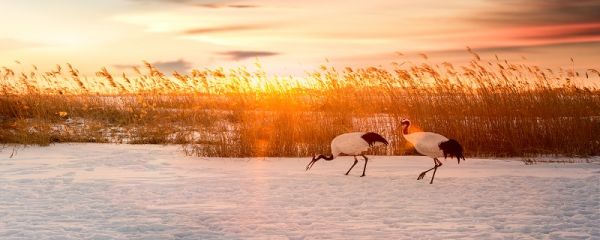芦苇叶什么时候采摘 芦苇叶采摘的时间