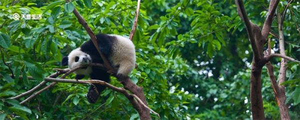 熊猫是几级保护动物 熊猫是熊科还是猫科