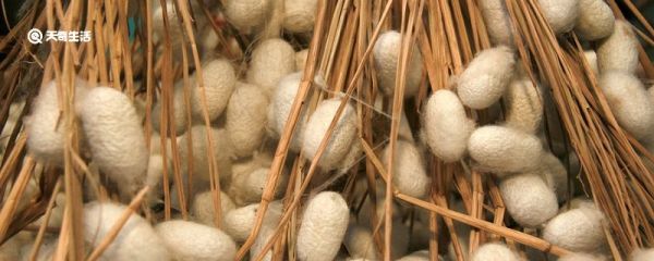 蚕的各个阶段需要几天 蚕的各个阶段要经历几天