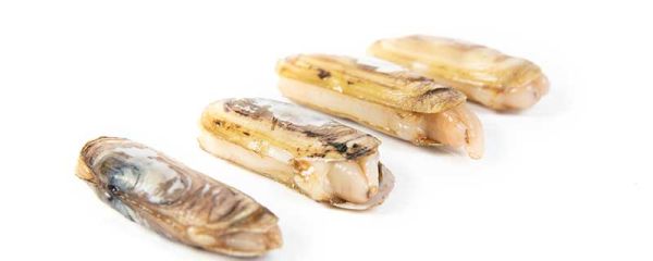 蛏子是什么 蛏子是什么东西