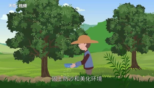 香樟树的作用 香樟树有什么作用