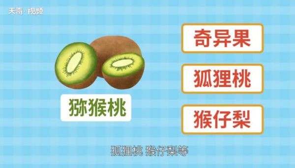 猕猴桃的好处 猕猴桃的功效与作用